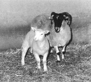 Первая опубликованная фотография Долли и овцы, выносившей её.