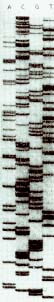 Фотография секвенирующей "лестницы" фрагмента ДНК. Секвенирование ДНК - это определение последовательности составляющих ее оснований. Наиболее часто для секвенирования используется метод Сэнгера. Фрагменты ДНК разделяют с помощью электрофореза: молекулы двигаются в электрическом поле вдоль пластинки с нанесенным на ней гелем со скоростью, зависящей от длины цепи: чем короче фрагмент ДНК, тем быстрее он двигается. Цепям с различной подвижностью соответствуют различные полосы. Нуклеотиды помечены флуоресцентными метками. Каждый из них имеет свой максимум флуоресценции. Гель с флуоресцентными полосками автоматически сканируется, и компьютер печатает нуклеотидную последовательность ДНК.