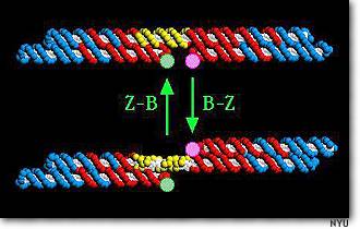 Обратите внимание на зеленые и красные точки на концах цепочек правой спирали В-ДНК: когда желтая секция подвергается особому химическому воздействию, она превращается в левую спираль Z-ДНК и поворачивается, как на петле. В результате цепочки меняют свое относительное положение