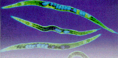 Так выглядит при сильном увеличении героиня грандиозного эксперимента - нематода С. elegans. Ее истинная величина - 1мм